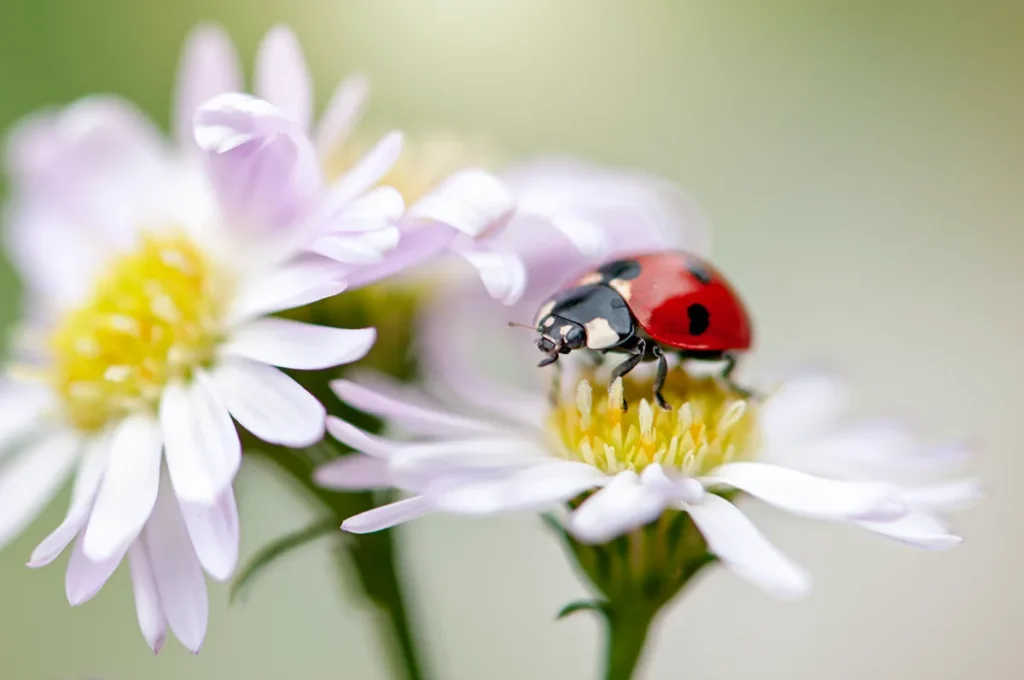 beetle identification