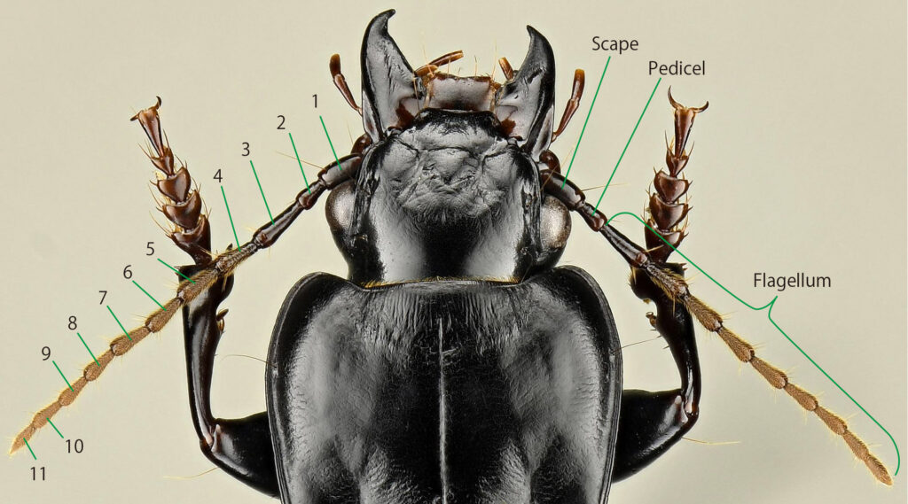 anatomy pterostichus antennae