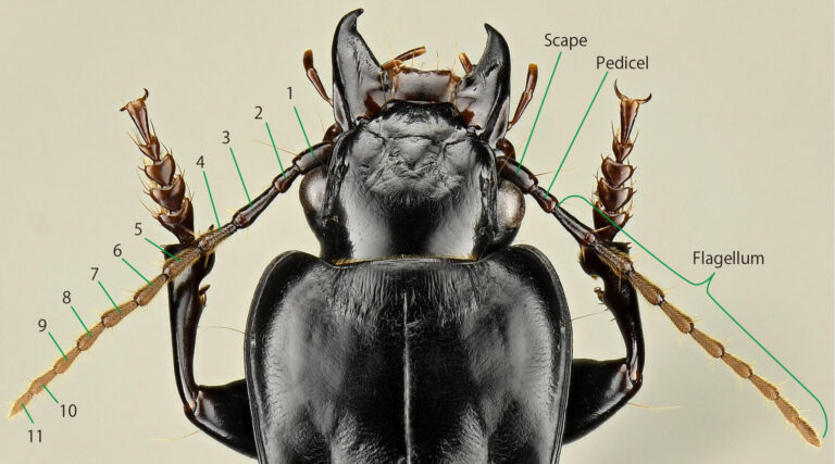 anatomy pterostichus antennae