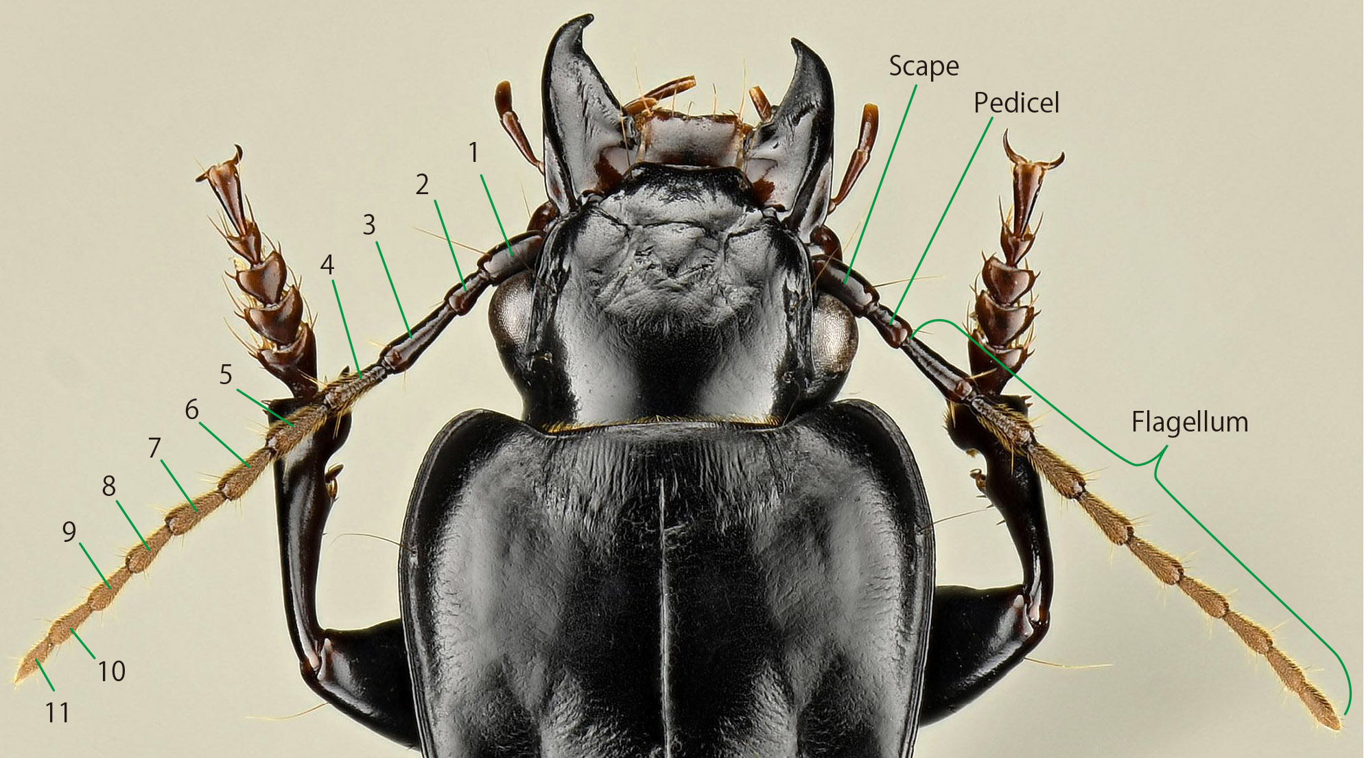 Beetle Identification by Antennae: A Beginner-Friendly Guide to Beetle Antenna Shapes