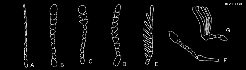 beetle identification by antennae