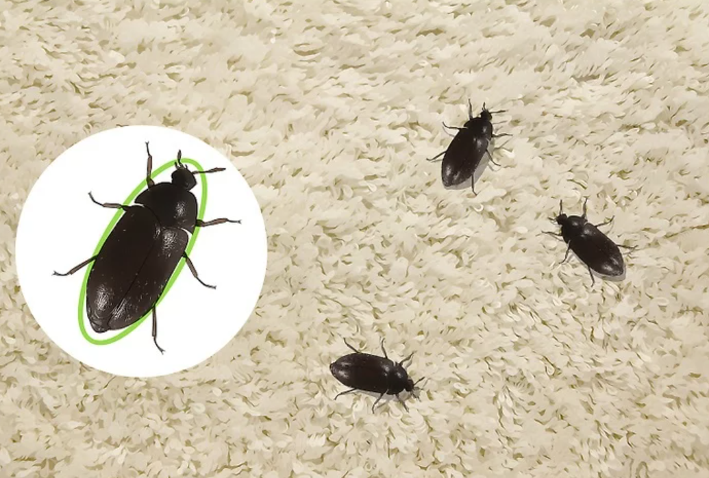 beetle identification guide how to identify common beetles at home and outdoors