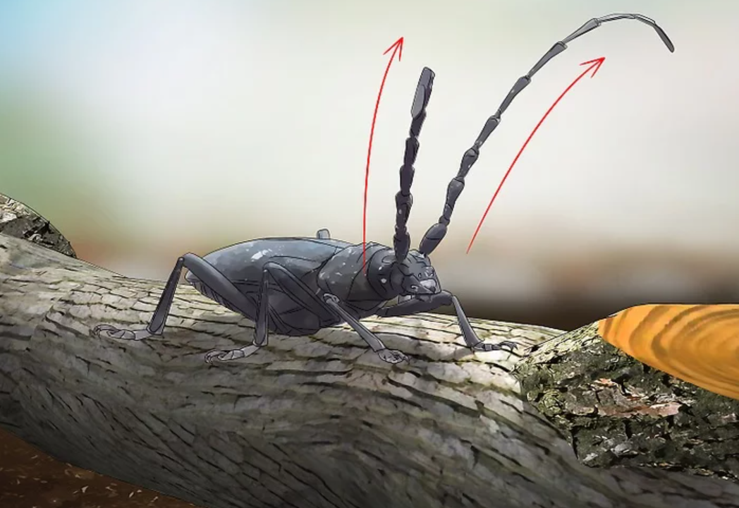 beetle identification guide how to identify common beetles at home and outdoors