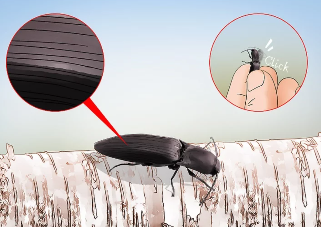beetle identification guide how to identify common beetles at home and outdoors