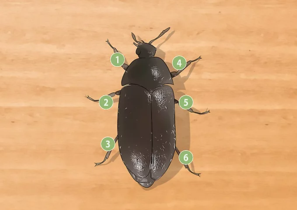 beetle identification guide how to identify common beetles at home and outdoors