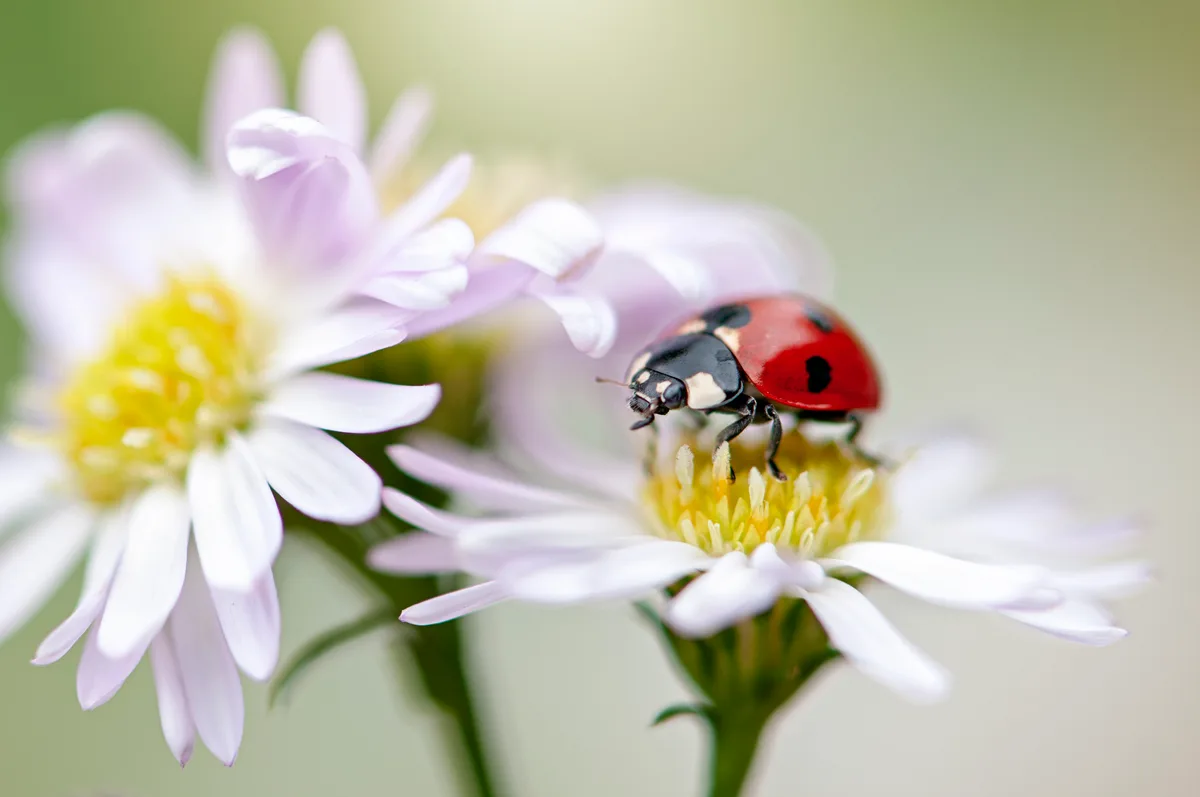 Beetle Identification Guide: How to Identify Common Beetles at Home and Outdoors
