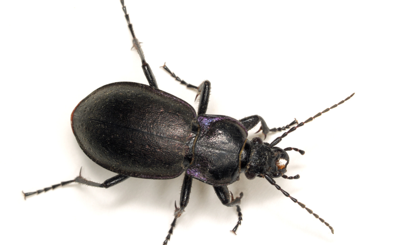 black beetles in house how to identify common indoor beetles