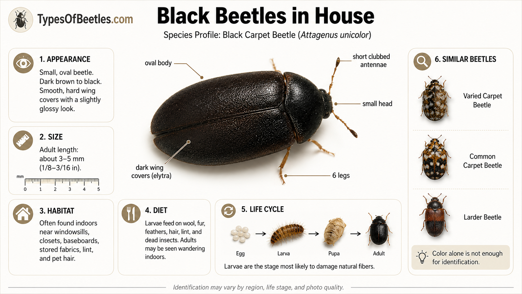 Black Beetles in House: How to Identify Common Indoor Beetles