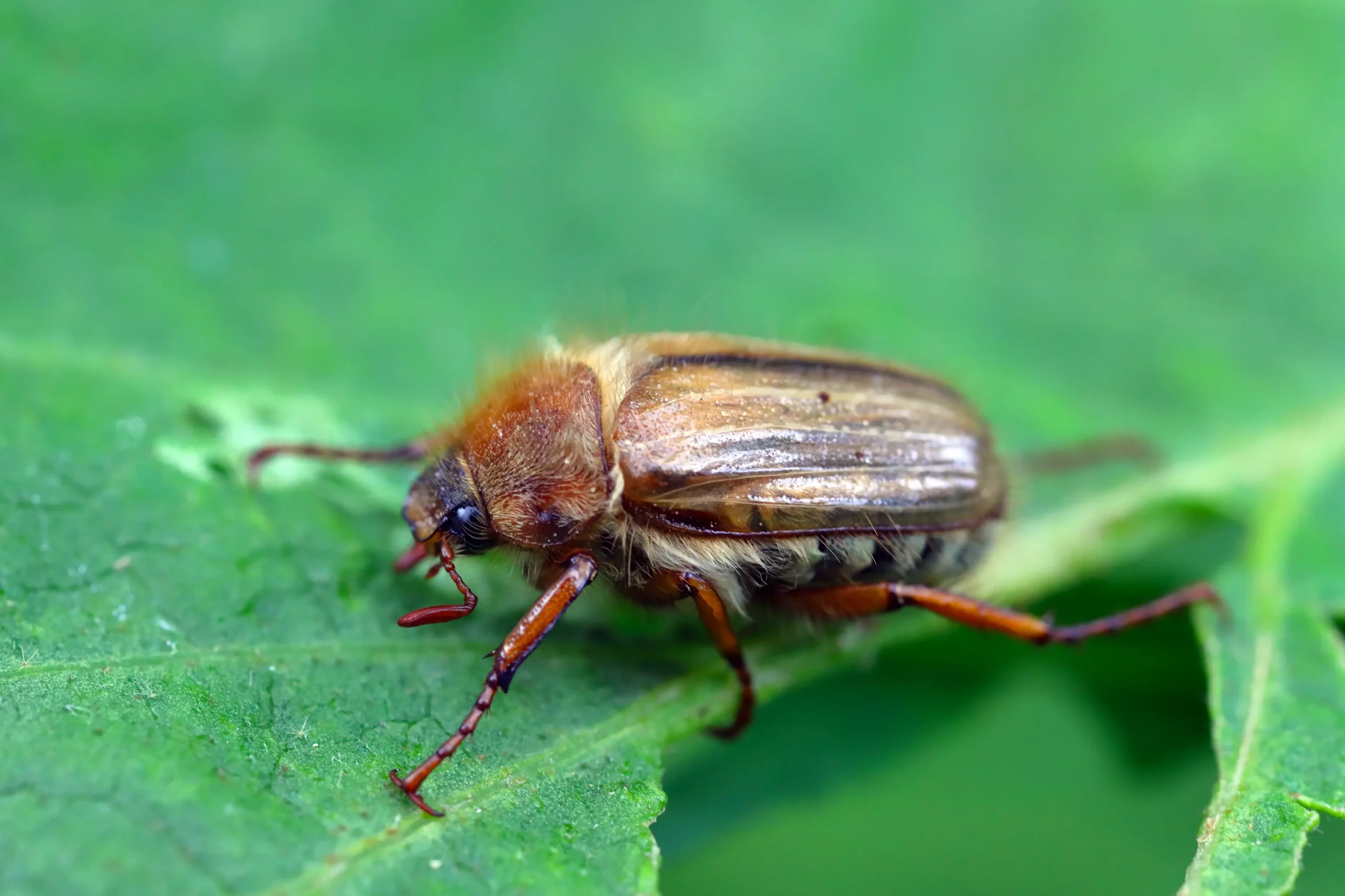 how long do beetles live