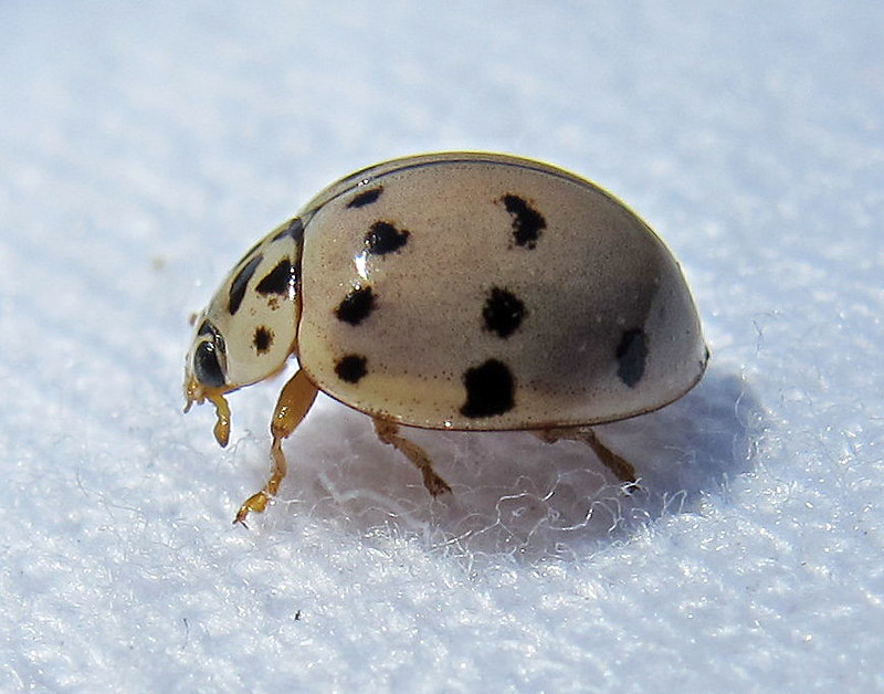 how long do beetles live