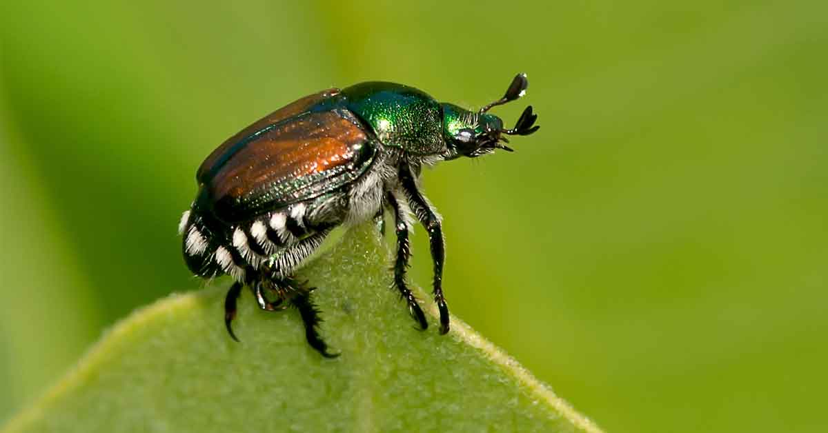 japanese beetle