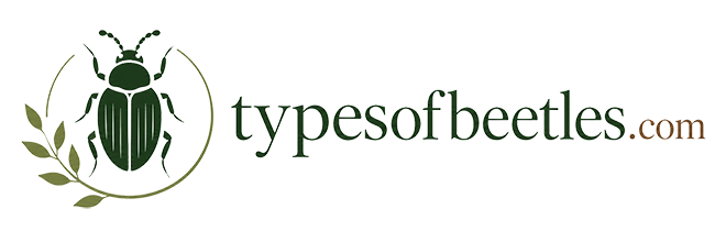 Types of Beetles