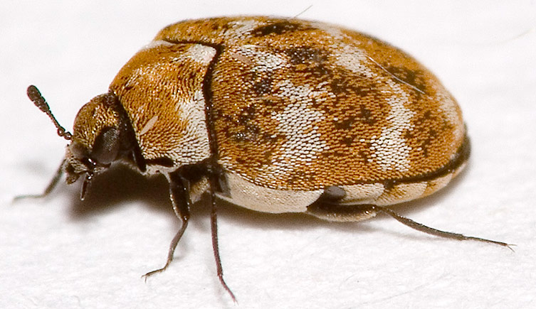 small beetles in house how to identify tiny indoor beetles and get rid of them