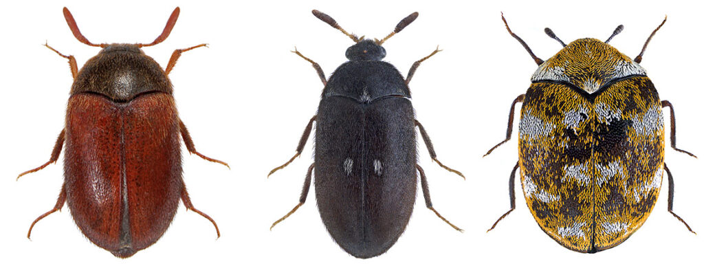 small beetles in house how to identify tiny indoor beetles and get rid of them