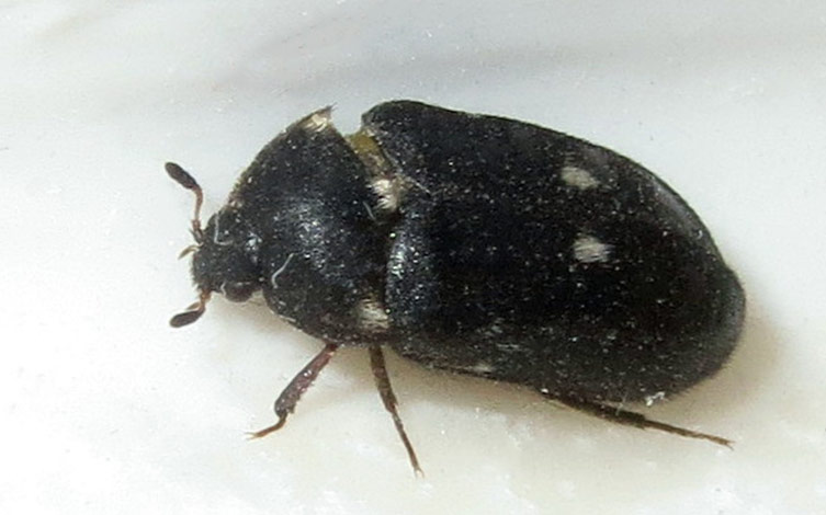 small beetles in house how to identify tiny indoor beetles and get rid of them
