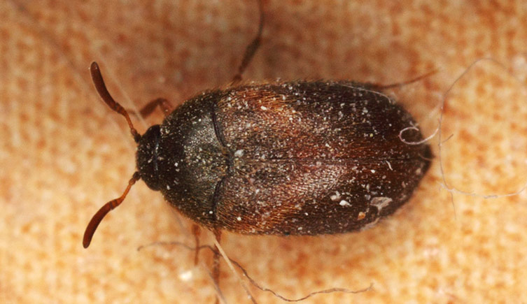 small beetles in house how to identify tiny indoor beetles and get rid of them