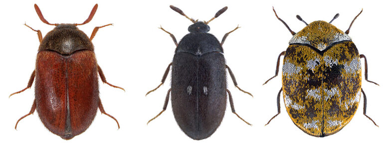 small beetles in house how to identify tiny indoor beetles and get rid of them
