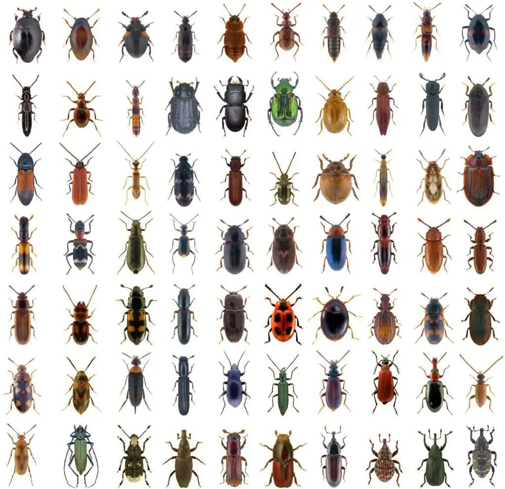 small beetles in house how to identify tiny indoor beetles and get rid of them