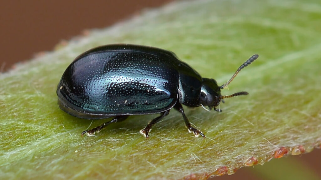 tiny black beetles in house identification guide, causes, and what to do