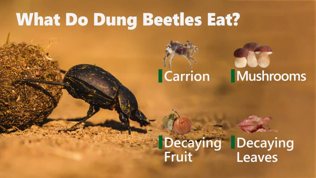 what do beetles eat