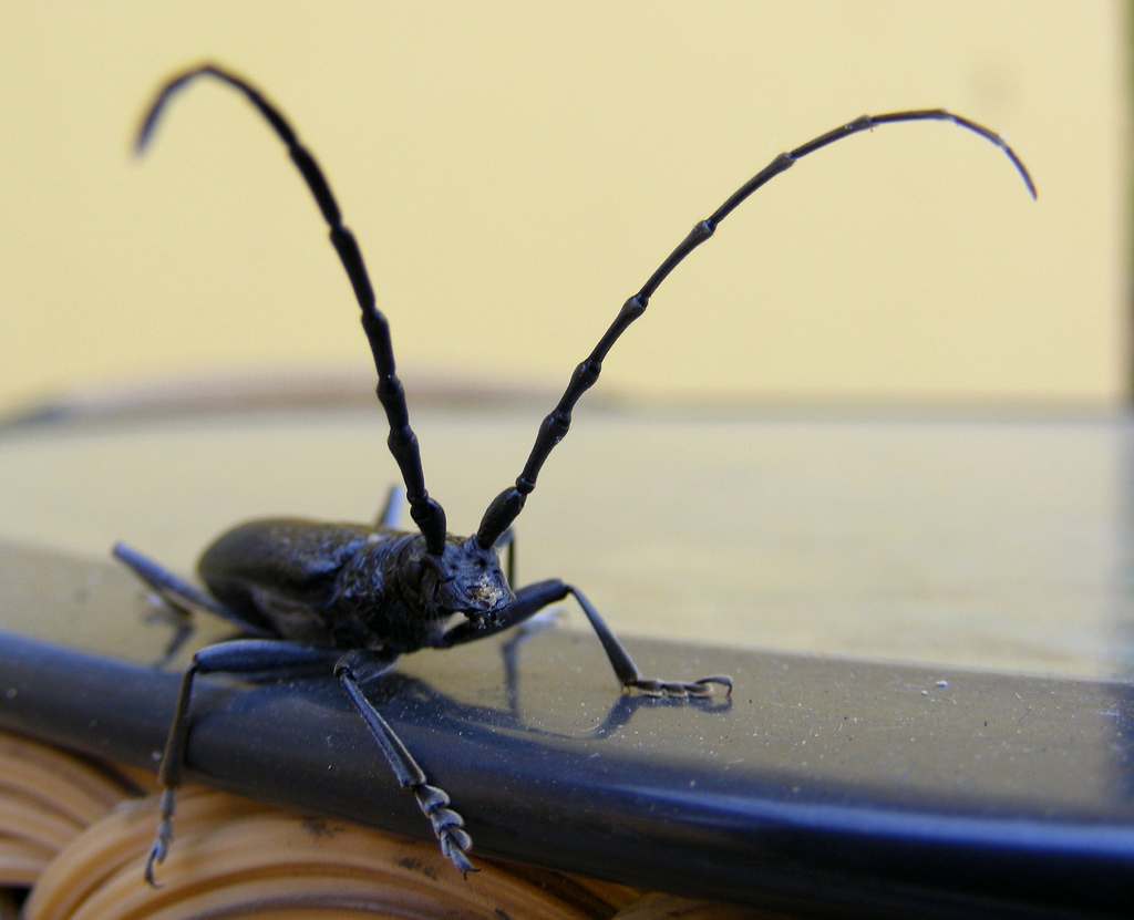 beetle with long antennae