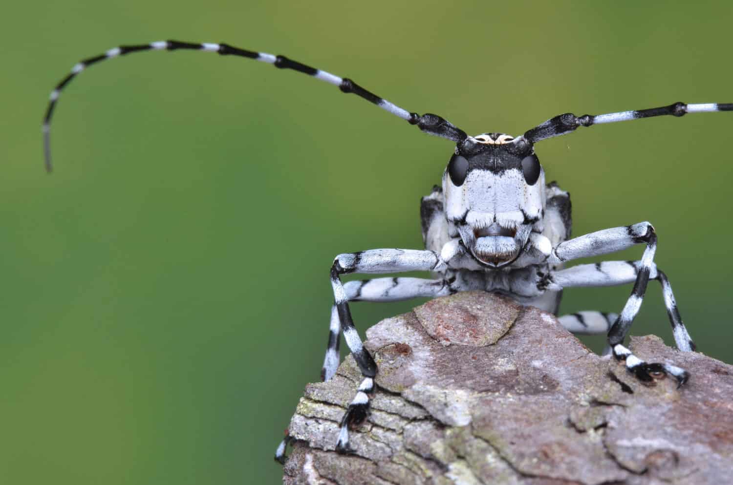 beetle with long antennae