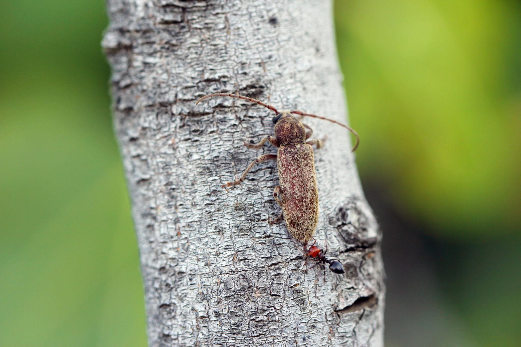 beetle with long antennae identification guide for longhorn beetles and similar species