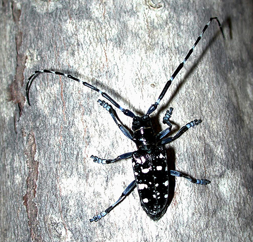 beetle with long antennae identification guide for longhorn beetles and similar species