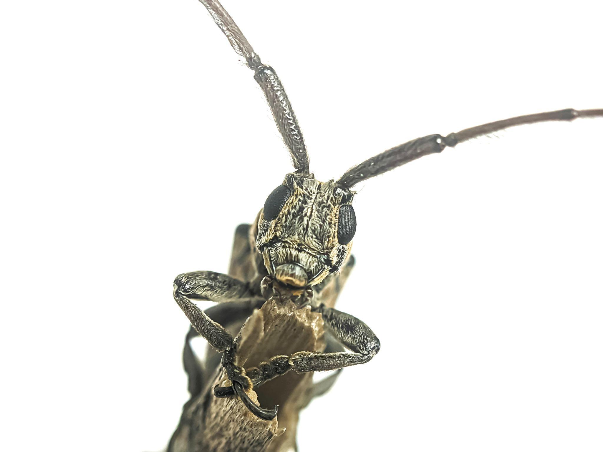 beetle with long antennae identification guide for longhorn beetles and similar species