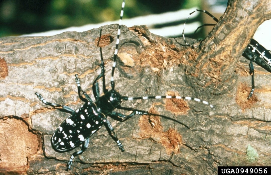 Beetle with Long Antennae: Identification Guide for Longhorn Beetles and Similar Species