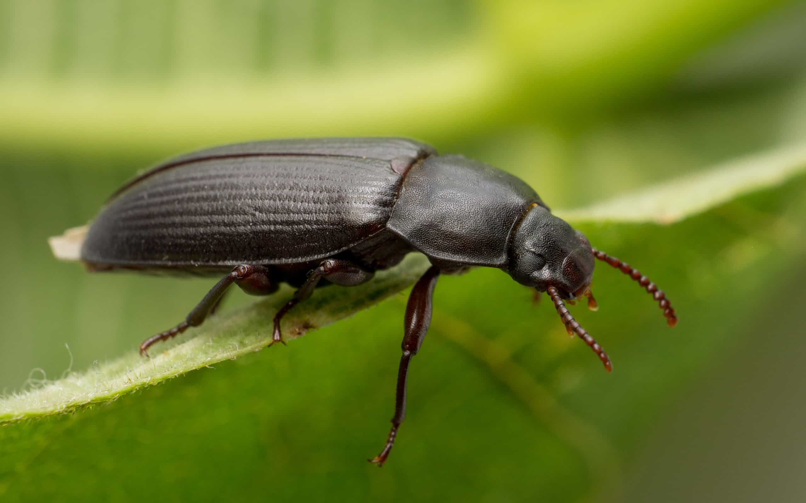 Black Beetle Identification: A Beginner-Friendly Guide to Common Black Beetles