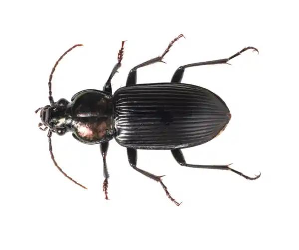 black beetle identification a beginner friendly guide to common black beetles