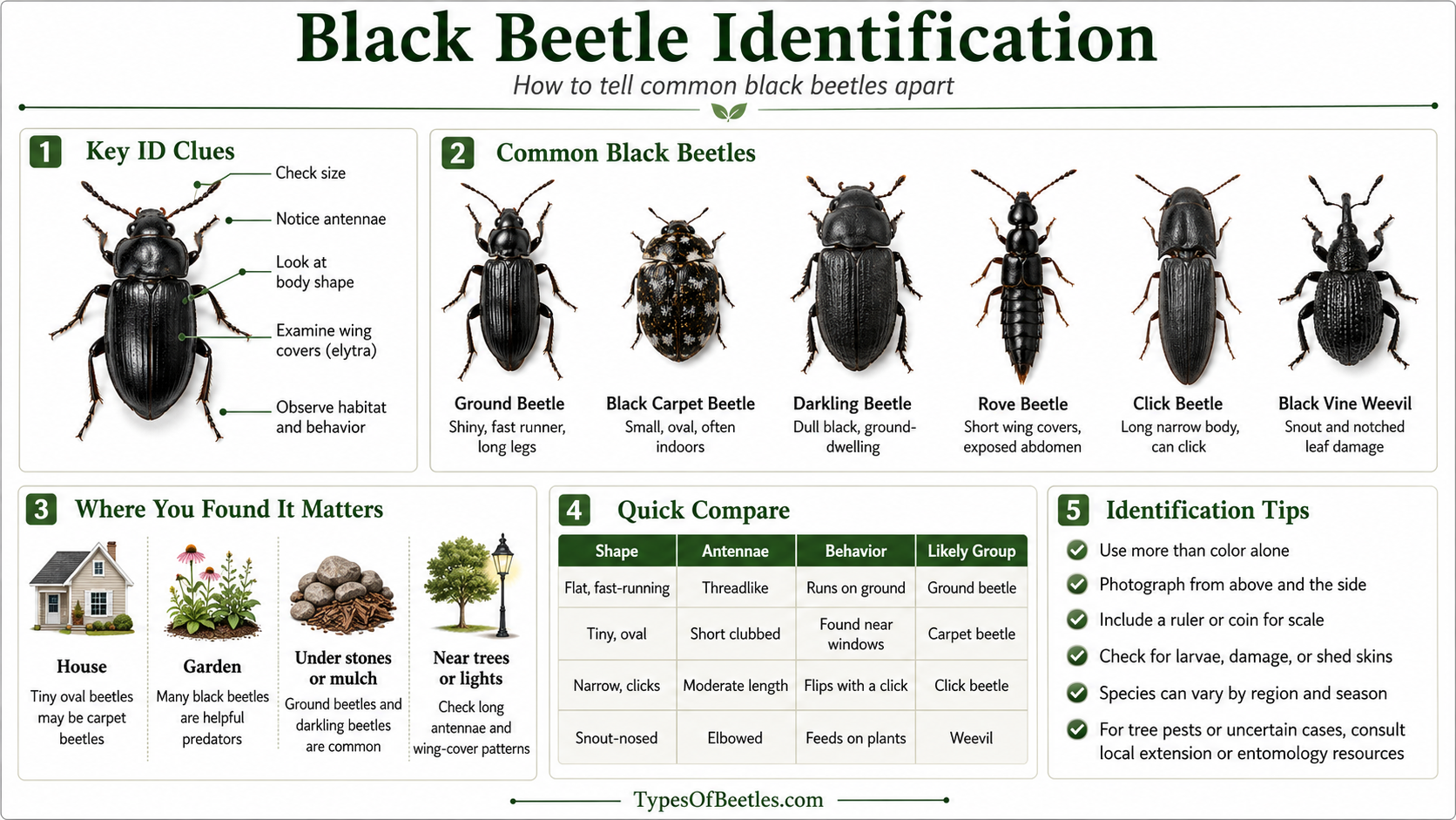 black beetle identification a beginner friendly guide to common black beetles
