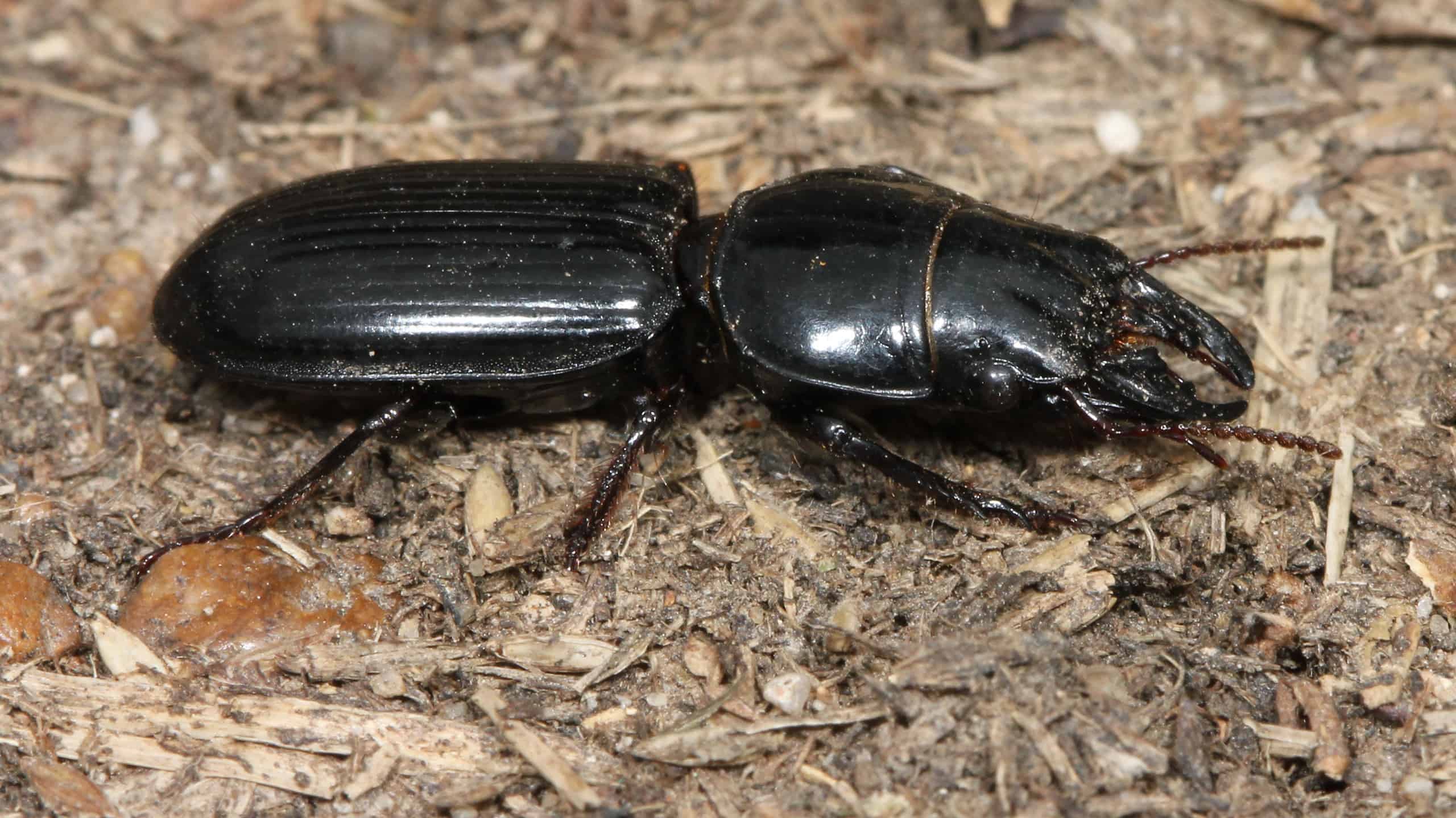 black beetle identification