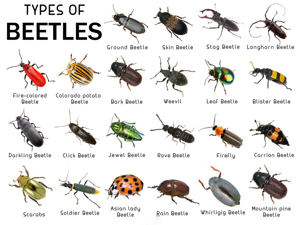 common types of beetles with pictures a beginner friendly identification guide