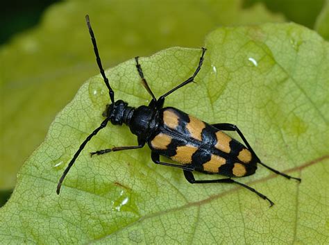 common types of beetles with pictures a beginner friendly identification guide