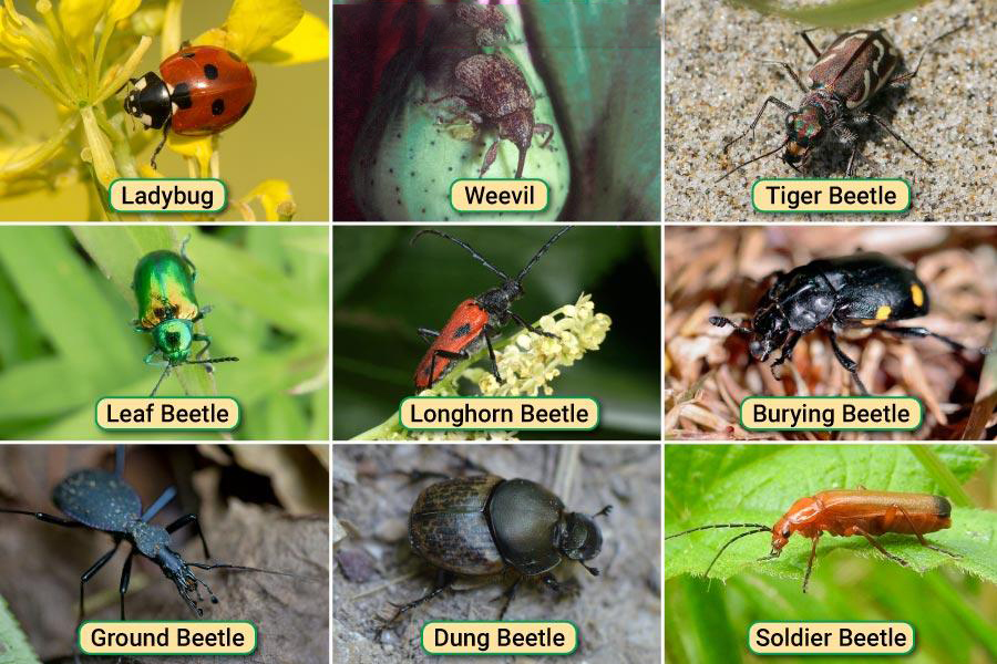 common types of beetles with pictures a beginner friendly identification guide