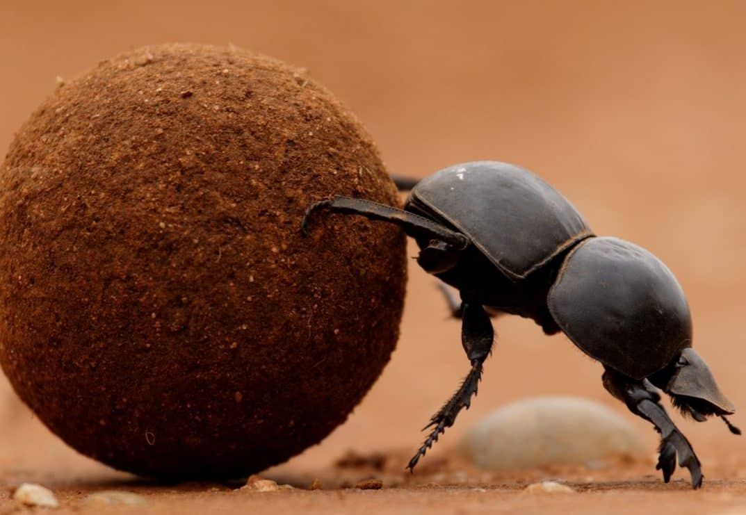 dung beetle identification, facts, habitat, life cycle, and why they matter