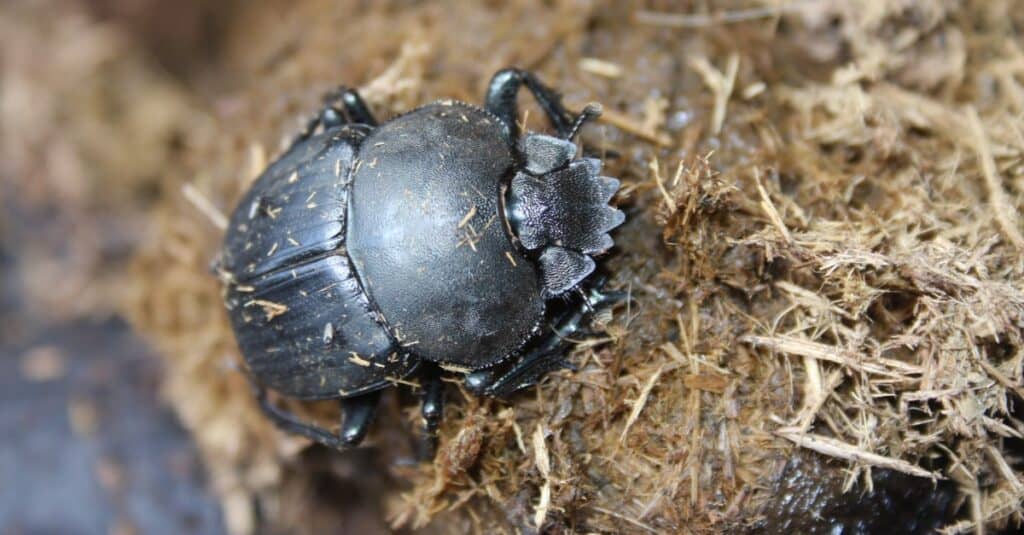 dung beetle identification, facts, habitat, life cycle, and why they matter