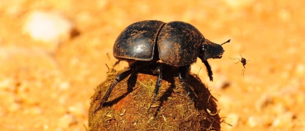dung beetle identification, facts, habitat, life cycle, and why they matter