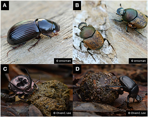 dung beetle identification, facts, habitat, life cycle, and why they matter