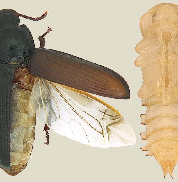 flying beetles identification guide to common beetles that fly