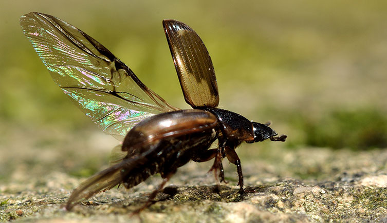 flying beetles identification guide to common beetles that fly
