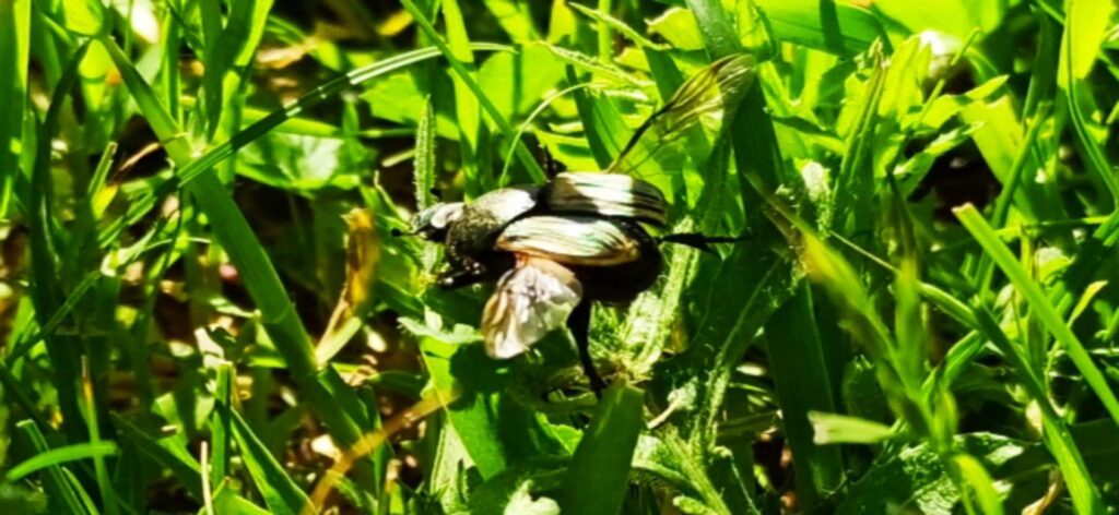 flying beetles identification guide to common beetles that fly