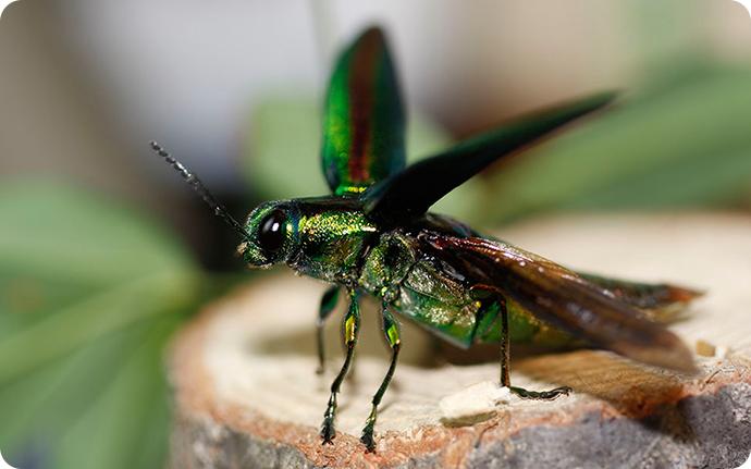 flying beetles identification guide to common beetles that fly