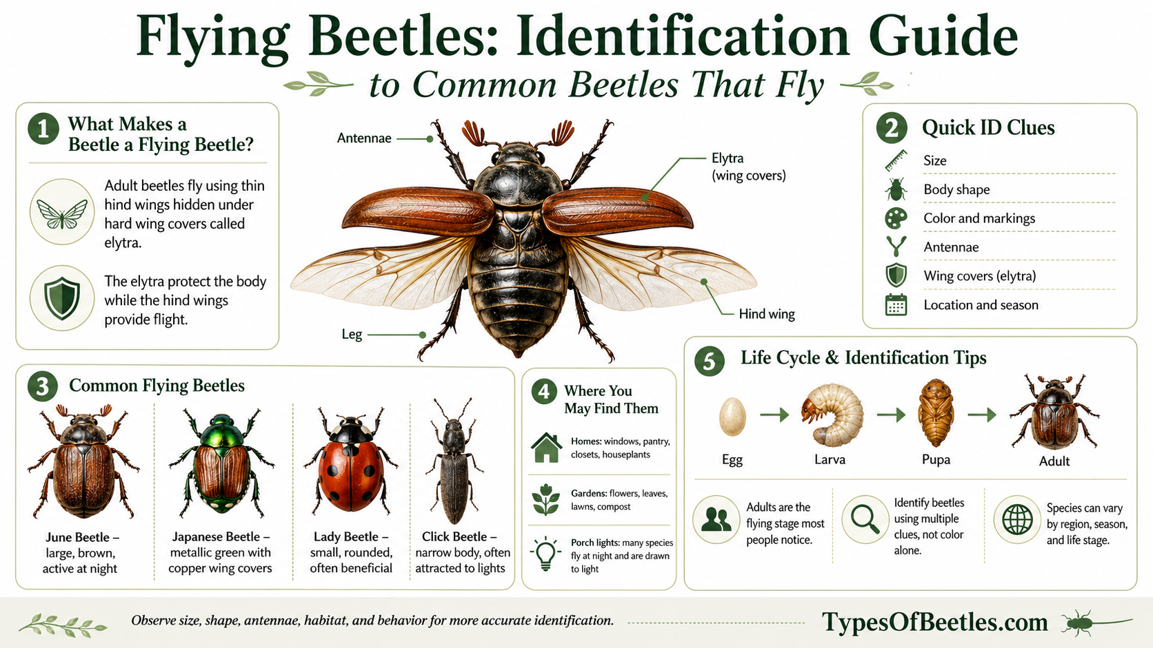 flying beetles identification guide to common beetles that fly