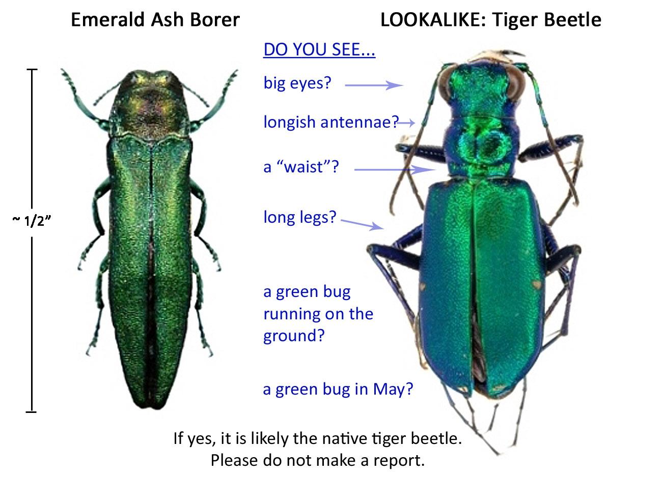 green beetles identification guide to common metallic green beetles in homes, gardens, and nature