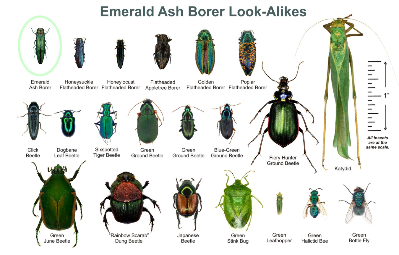 green beetles identification guide to common metallic green beetles in homes, gardens, and nature