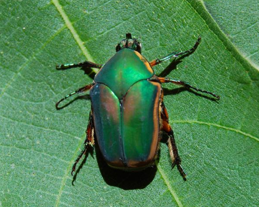 Green Beetles: Identification Guide to Common Metallic Green Beetles in Homes, Gardens, and Nature