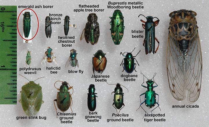 green beetles identification guide to common metallic green beetles in homes, gardens, and nature